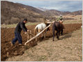 Two men ploughing the fields in a traditional way with wooden plough and donkeys.