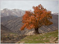An old Oriental plane (Platanus Orientalis) tree in autumn foliage dominating the landscape near the Mavarz village, Iran.