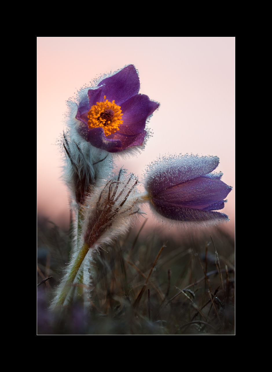 A couple of greater pasque flowers (Pulsatilla grandis) with dewdrops on their hairy blossoms, Mt. Boč, Slovenia.